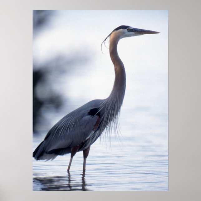 Underbar Blue Heron Poster (Framsidan)