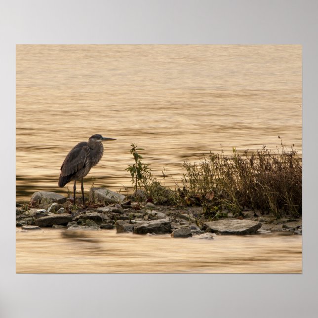 Underbar Blue Heron Poster (Framsidan)