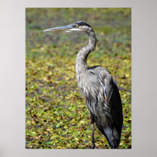 Underbar Blue Heron Poster