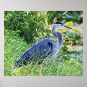Underbar Blue Heron Poster