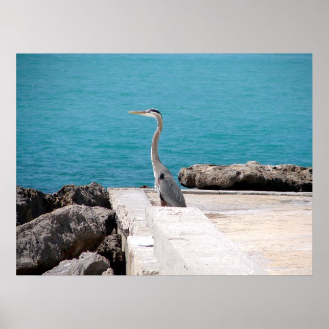 Underbar Blue Heron Poster (Framsidan)