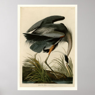 Underbar Blue Heron Poster
