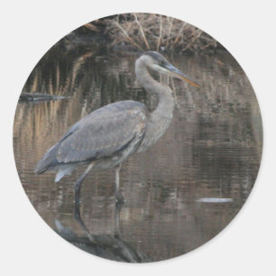 Underbar Blue Heron Runt Klistermärke
