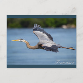 Underbar Blue Heron som flyger vid Tennessee-flode Vykort