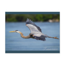 Underbar Blue Heron som flyger vid Tennessee-flode