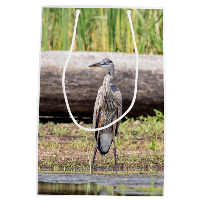 Underbar Blue Heron som står i Sjö Chamblank (Baksidan)