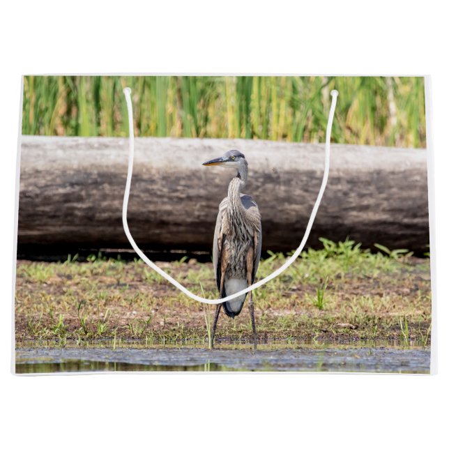 Underbar Blue Heron som står i Sjö Chamblank (Framsidan)