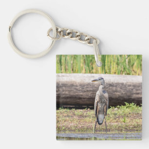 Underbar Blue Heron som står i Sjö Chamblank