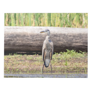 Underbar Blue Heron som står i Sjö Chamblank Anteckningsblock