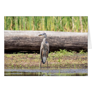 Underbar Blue Heron som står i Sjö Chamblank Hälsningskort