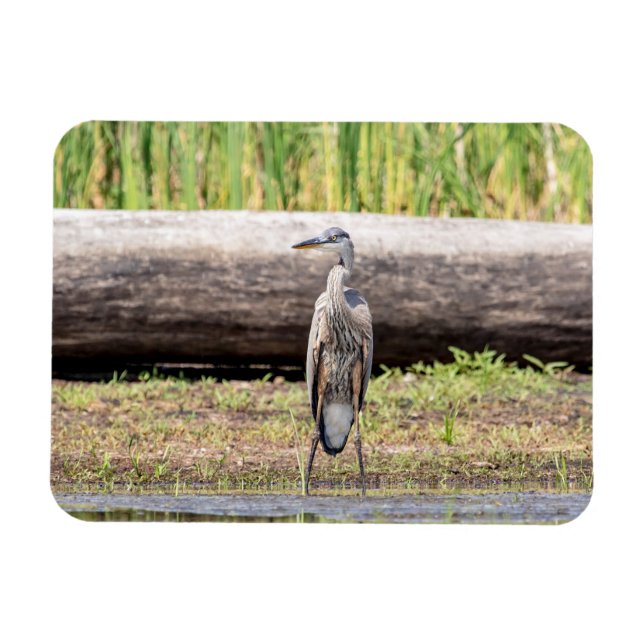 Underbar Blue Heron som står i Sjö Chamblank Magnet (Horisontell)