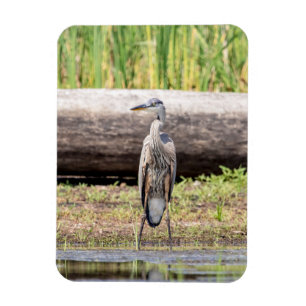 Underbar Blue Heron som står i Sjö Chamblank Magnet