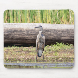 Underbar Blue Heron som står i Sjö Chamblank Musmatta