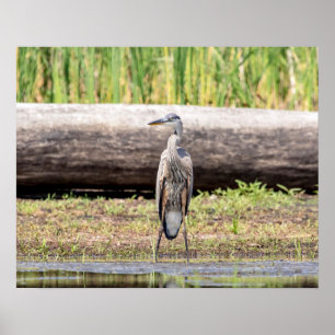 Underbar Blue Heron som står i Sjö Chamblank Poster