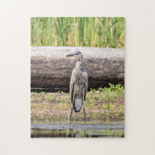 Underbar Blue Heron som står i Sjö Chamblank Pussel