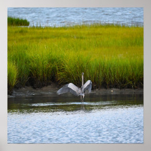 Underbar Blue Heron Spreading Vingar Poster