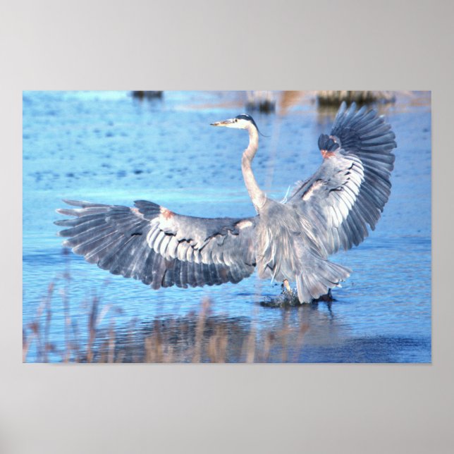 Underbar Blue Heron Spreading Vingar Poster (Framsidan)