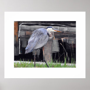 Underbar Blue Heron Väntar Poster