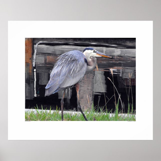 Underbar Blue Heron Väntar Poster (Framsidan)