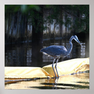 Underbar Blue Heron Väntar Poster