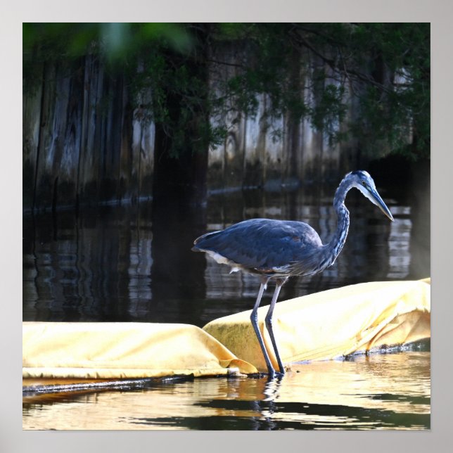 Underbar Blue Heron Väntar Poster (Framsidan)