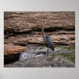 Underbar Blue Heron vid Falls Poster