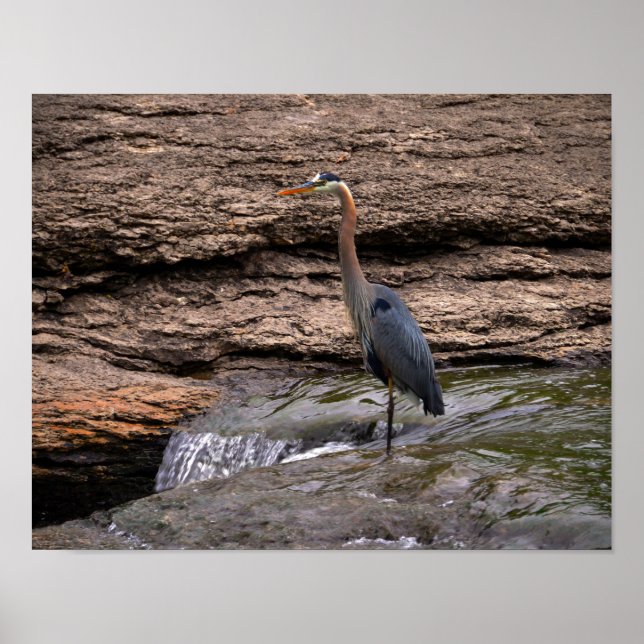 Underbar Blue Heron vid Falls Poster (Framsidan)
