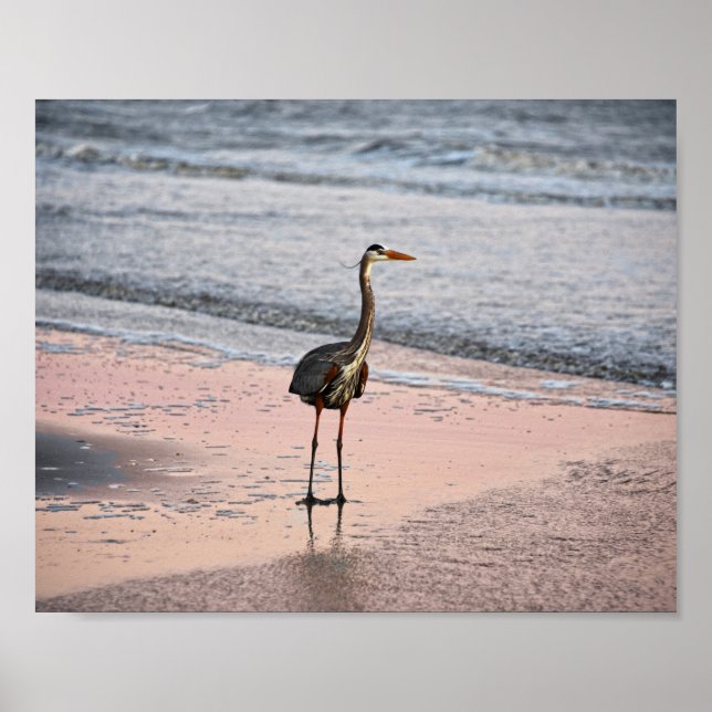 Underbar Blue Heron vid Sunset, Florida Poster (Framsidan)