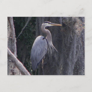 Underbar Blue Heron Vykort