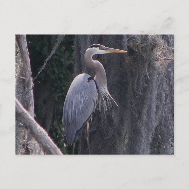 Underbar Blue Heron Vykort (Framsida)