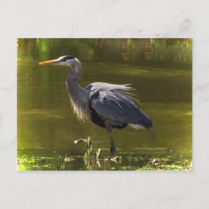 Underbar Blue Heron Vykort