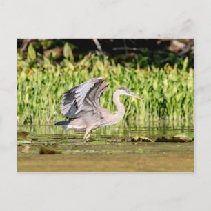 Underbar Blue Heron Vykort