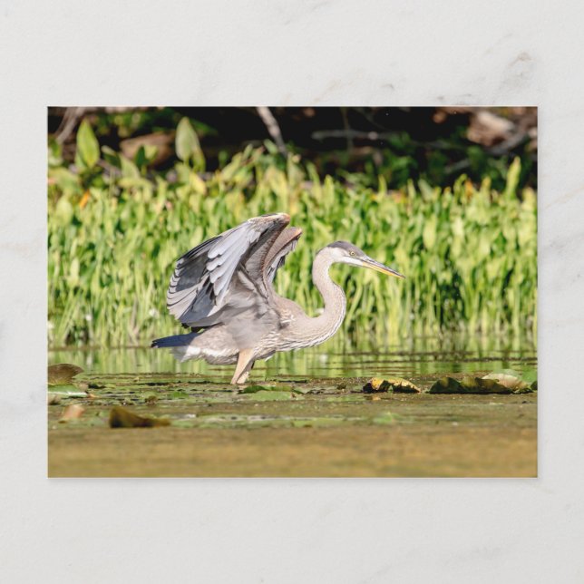 Underbar Blue Heron Vykort (Framsida)