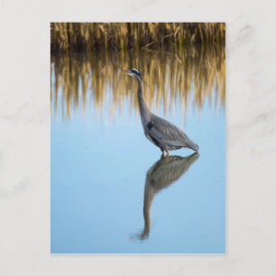 Underbar Blue Heron Vykort
