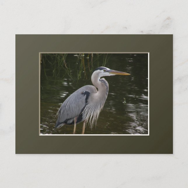 Underbar Blue Heron Vykort (Framsida)