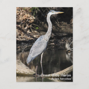 Underbar Blue Heron Vykort