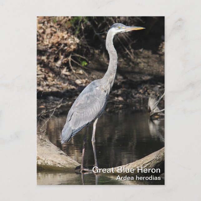 Underbar Blue Heron Vykort (Framsida)