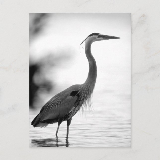 Underbar Blue Heron Vykort (Framsida)