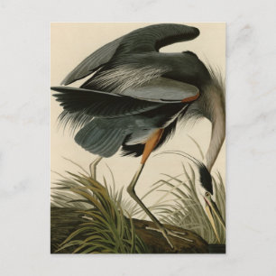 Underbar Blue Heron Vykort