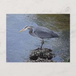 Underbar Blue Heron Vykort
