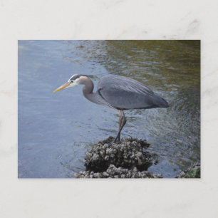 Underbar Blue Heron Vykort