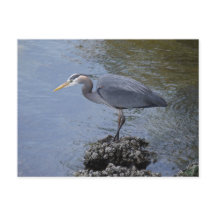Underbar Blue Heron