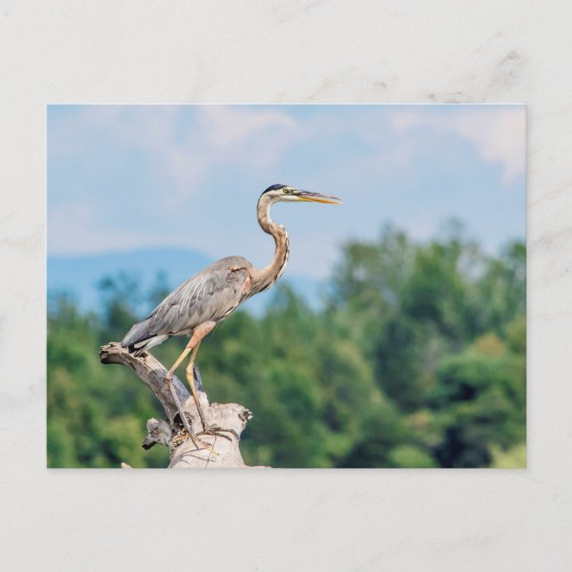 Underbar Blue Heron Vykort (Framsida)