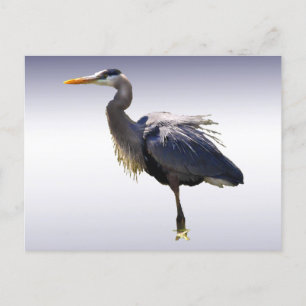 Underbar Blue Heron Vykort