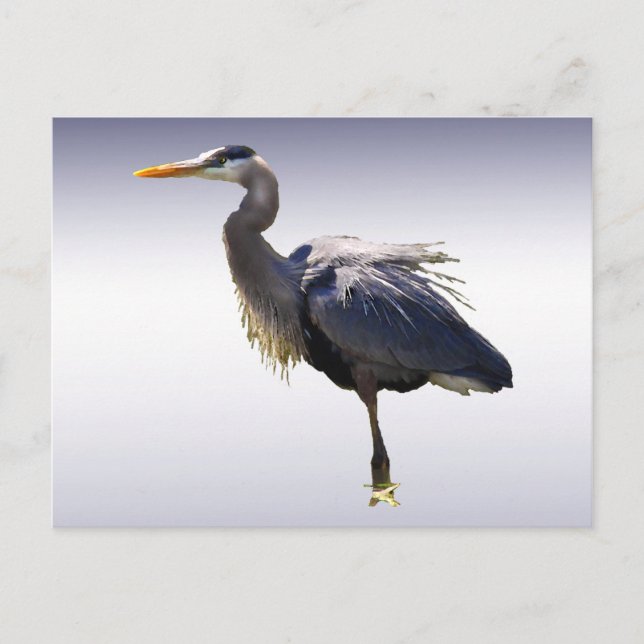 Underbar Blue Heron Vykort (Framsida)