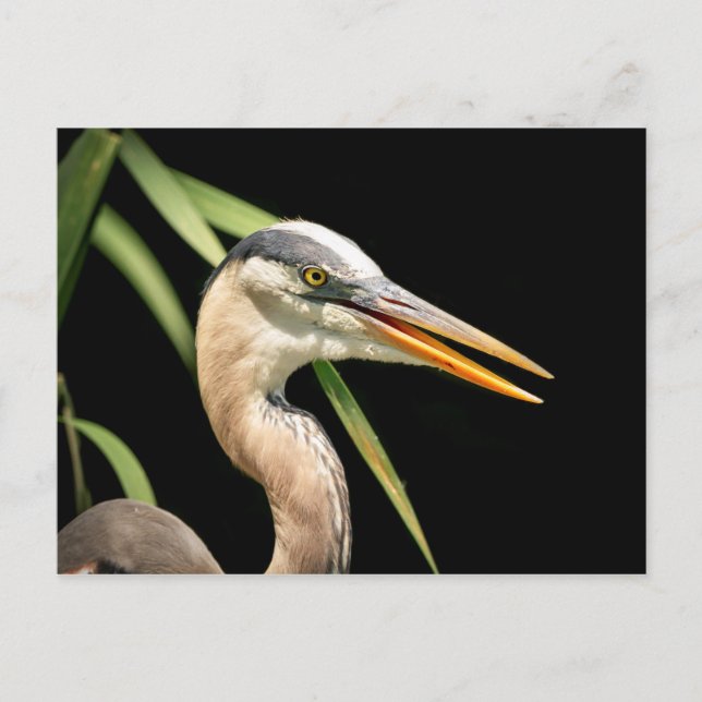 Underbar Blue Heron Vykort (Framsida)