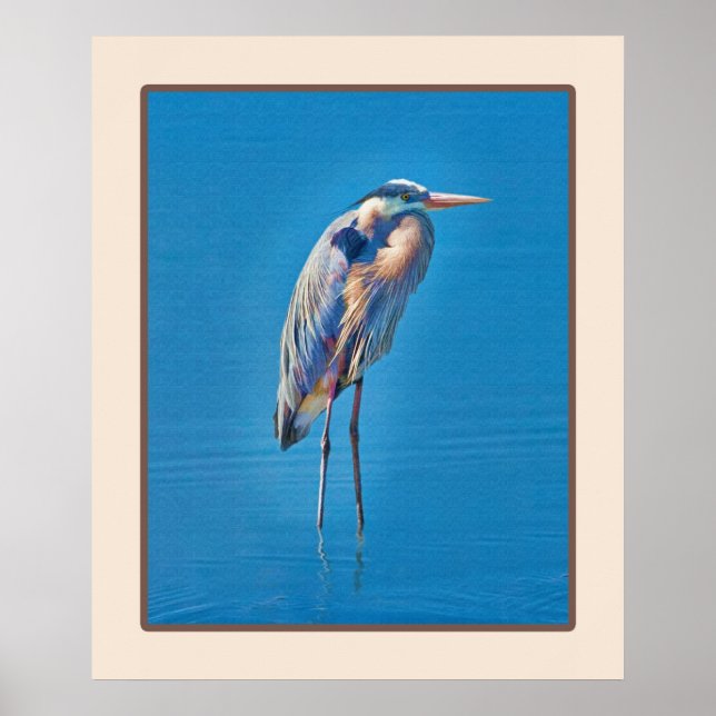 Underbar Blue Heron Wading på Pond Poster (Framsidan)