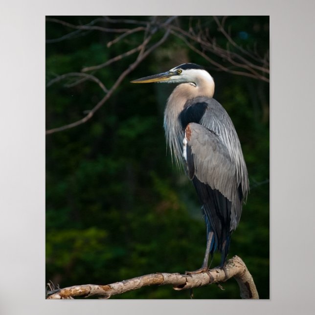 Underbar Blue Heron Wall Art Poster (Framsidan)