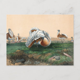 Underbar Bustard av Joseph Varg Vykort