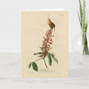 Underbar Carolina Wren - Audubon's Birds of Americ Kort
